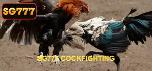 Conditioning method is the term for chickens that are well cared for in all aspects