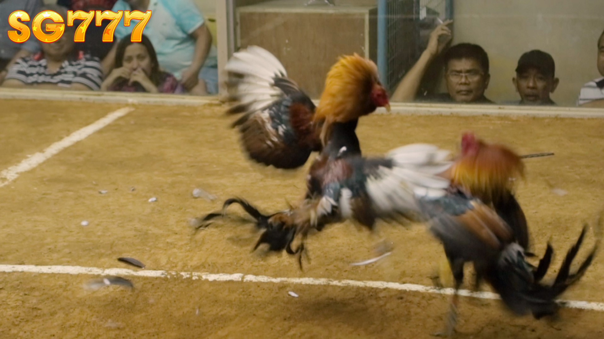 Find out what is the form of live cockfighting?