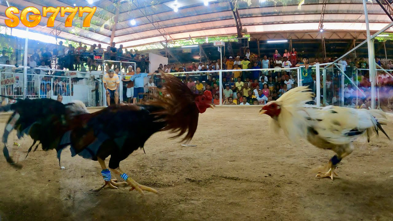 The most attractive live cockfighting genres today